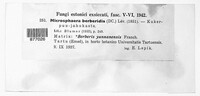 Erysiphe berberidis image